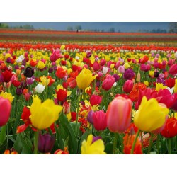 Тюльпаны – символы весны