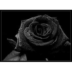 Цветы в черном цвете - стильное совершенство