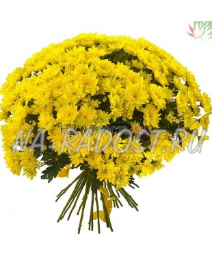 21 желтая кустовая хризантема